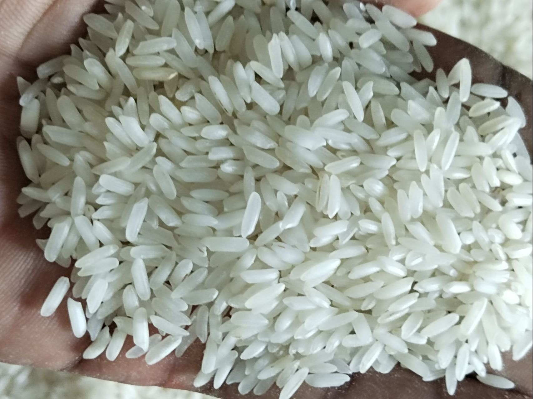 IR 64/36 rice